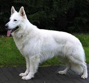 Guia de Raças: conheça o Pastor Branco Suíço, o cão 'pastor proibido