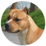 american_staffordshire_terrier