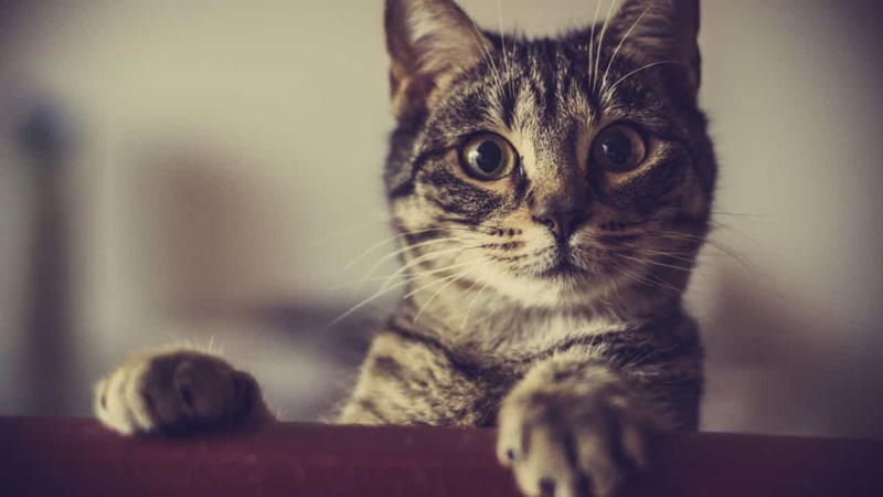 5 dicas para higienizar a do seu gato de forma correta