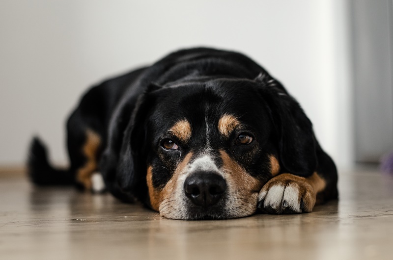 Cachorro lambendo o chão: saiba o que pode estar acontecendo - PetIndica