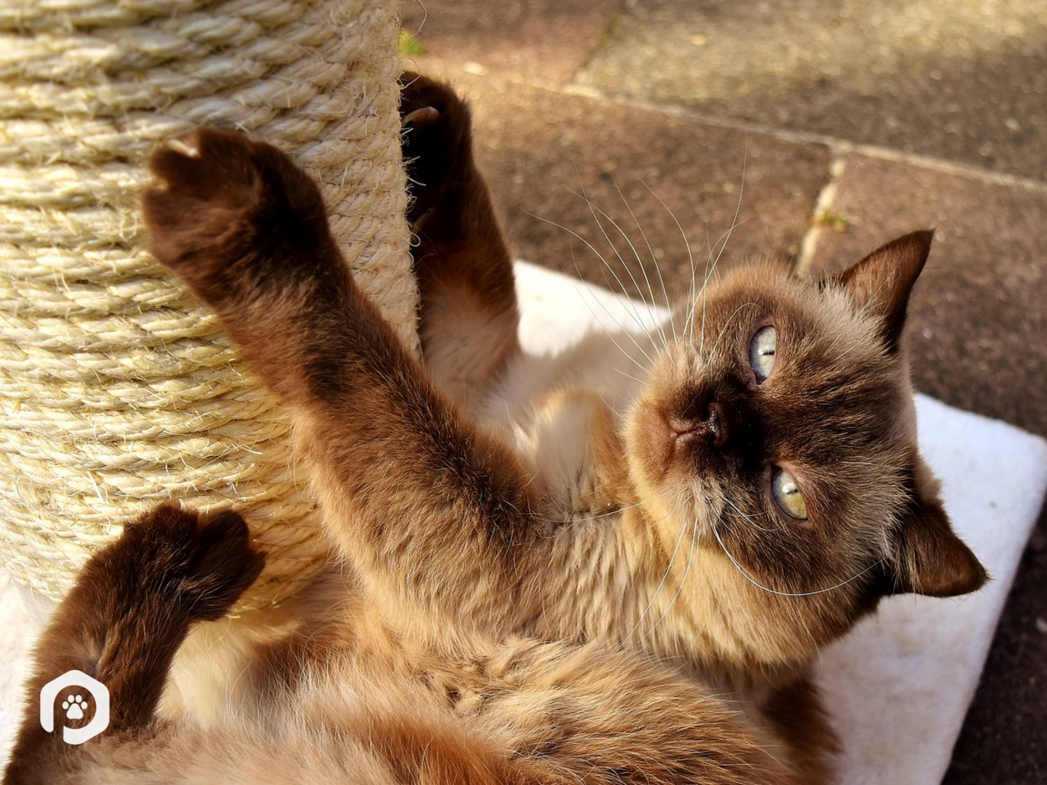 Como deixar seu gatinho mais calmo em casa: 10 dicas infalíveis
