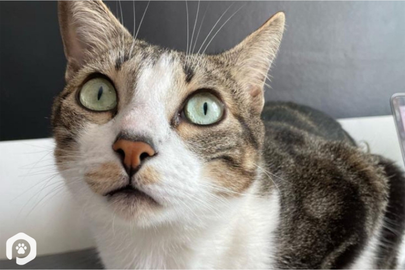 Canal no  traz gatos criados por inteligência artificial inspirados  em celebridades