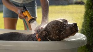 Calor e desidratação: os riscos silenciosos do verão antecipado para cães, gatos e pets exóticos