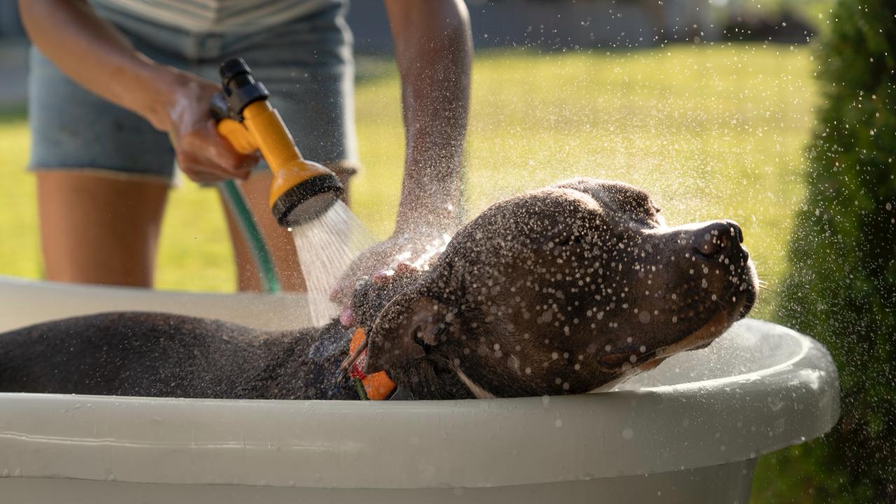 Calor e desidratação: os riscos silenciosos do verão antecipado para cães, gatos e pets exóticos
