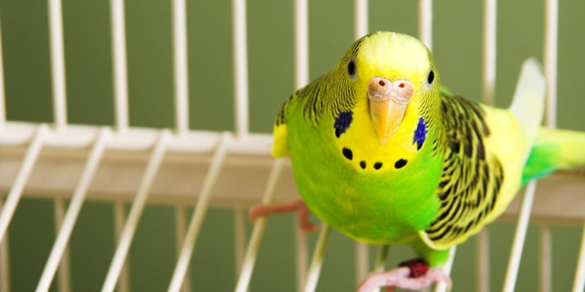 A small, colorful and exotic tropical parakeet.
