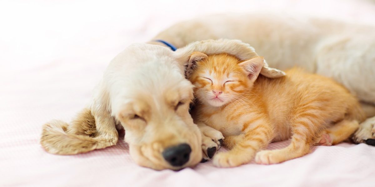 5 dicas infalíveis para fazer seu cachorro e gato serem amigos