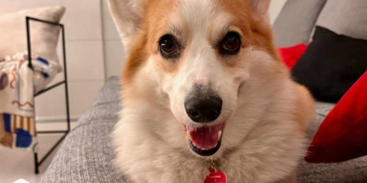 7-dicas-essenciais-para-melhorar-a-qualidade-de-vida-dos-pets-idosos