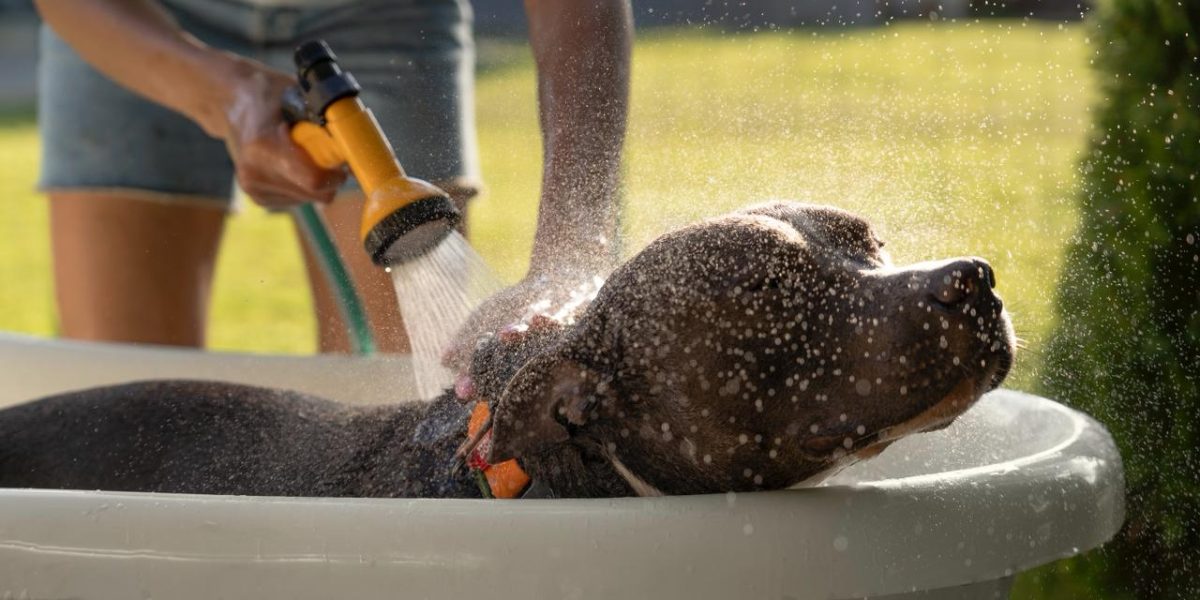 Calor e desidratação: os riscos silenciosos do verão antecipado para cães, gatos e pets exóticos