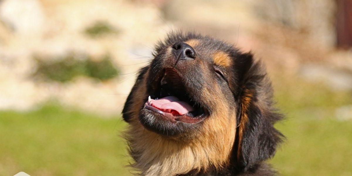 Como adaptar um cachorro idoso com um filhote