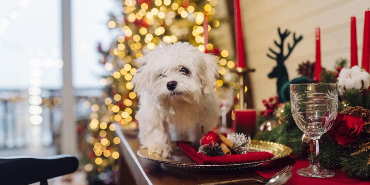 Cuidados essenciais para os pets nos festejos de fim de ano