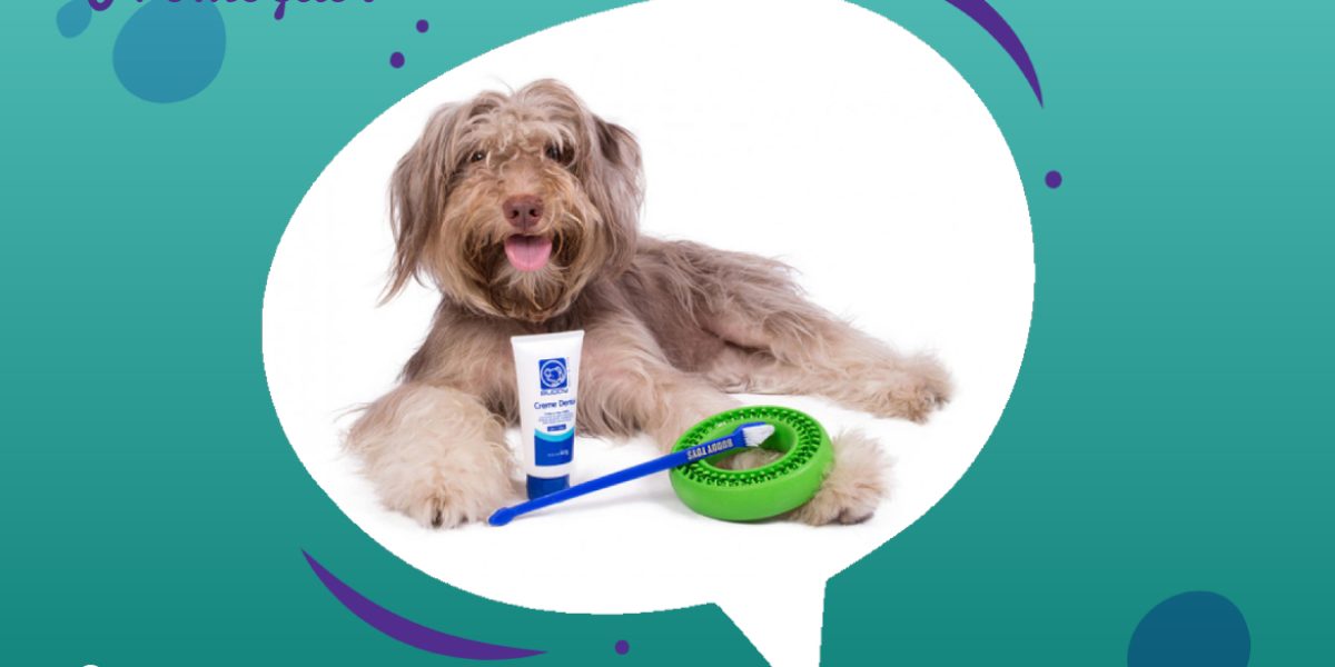 Promoção - Dental Buddy kit para cães Buddy Toys com 60% de desconto DogoPets - 23.06.2022
