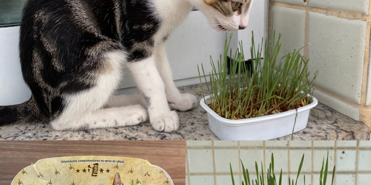 Resenha de graminha para gatos Digestive Grass