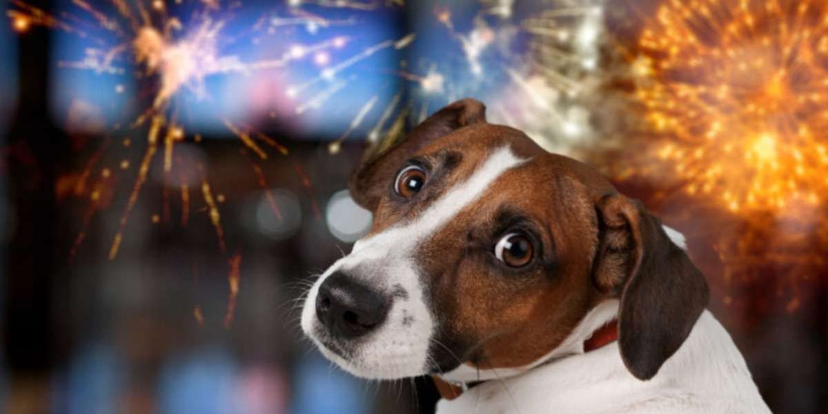 Réveillon: estratégias clínicas para reduzir o estresse dos pets