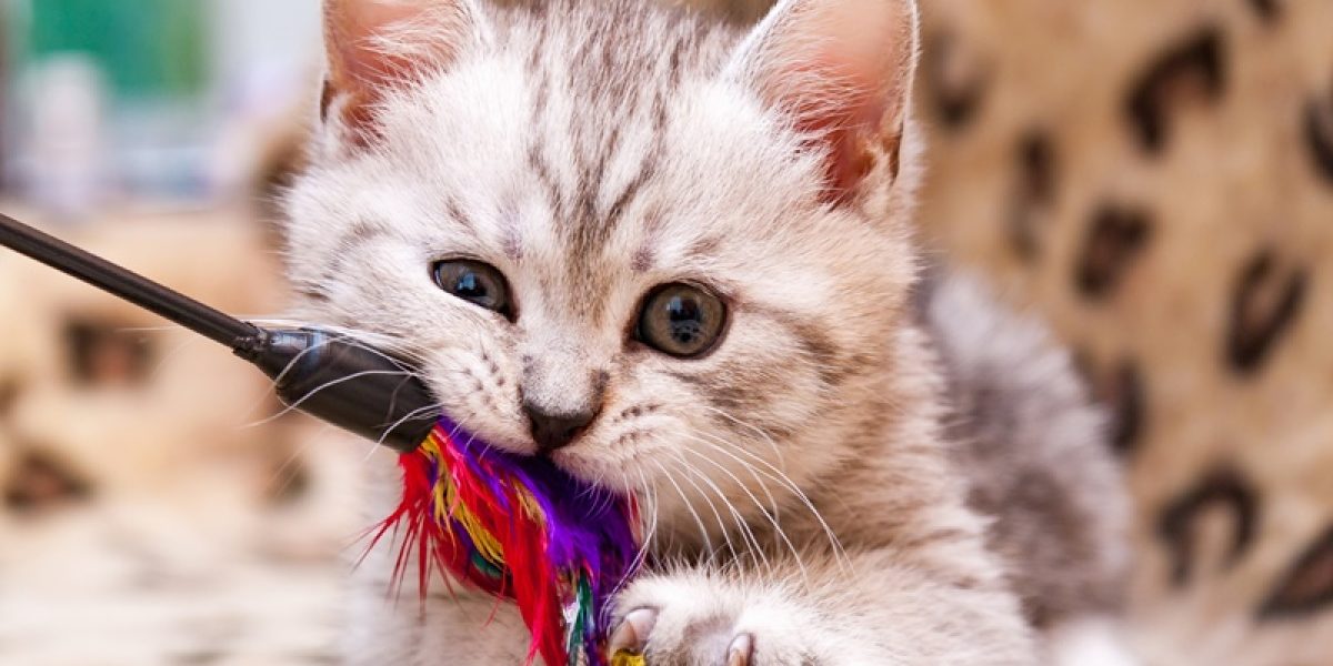 brinquedos-para-gatos-que-aliviam-o-estresse-do-seu-pet