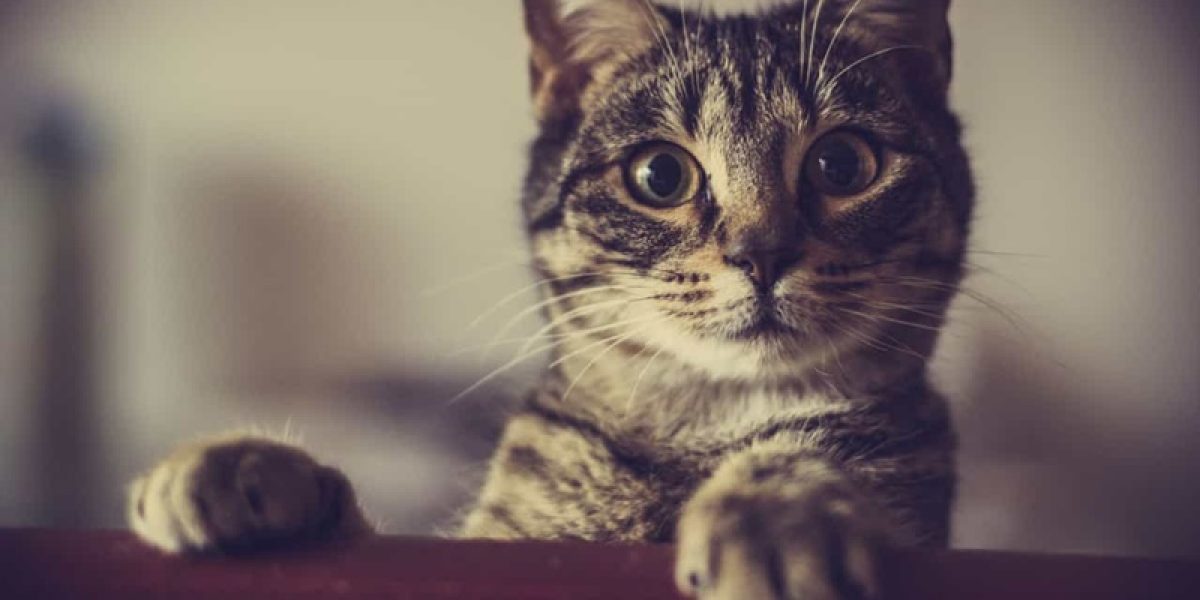 5 dicas para higienizar a do seu gato de forma correta