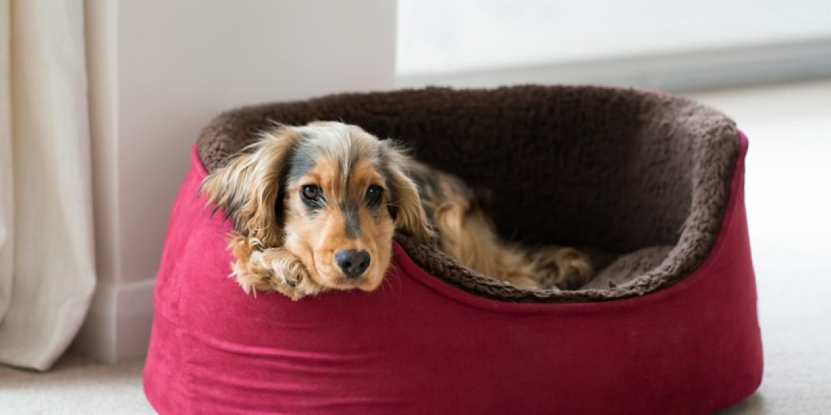 Eight-month-old English Show Cocker Spaniel puppy, lying in dog bed with head and paws over side. Looking straight at camera.