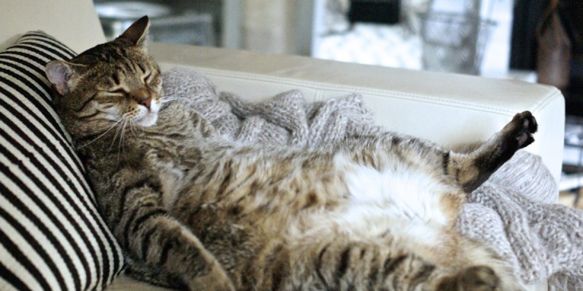 como-evitar-o-excesso-de-peso-ou-obesidade-em-caes-e-gatos