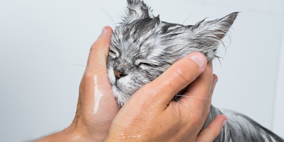 Funny cat taking shower or bath. Man washing cat face. Pet hygiene concept. High quality photo