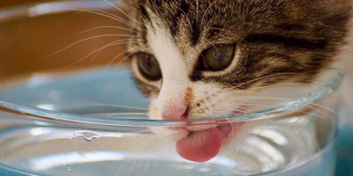 Pare tudo o que está fazendo e veja esse gatinho bebendo água em