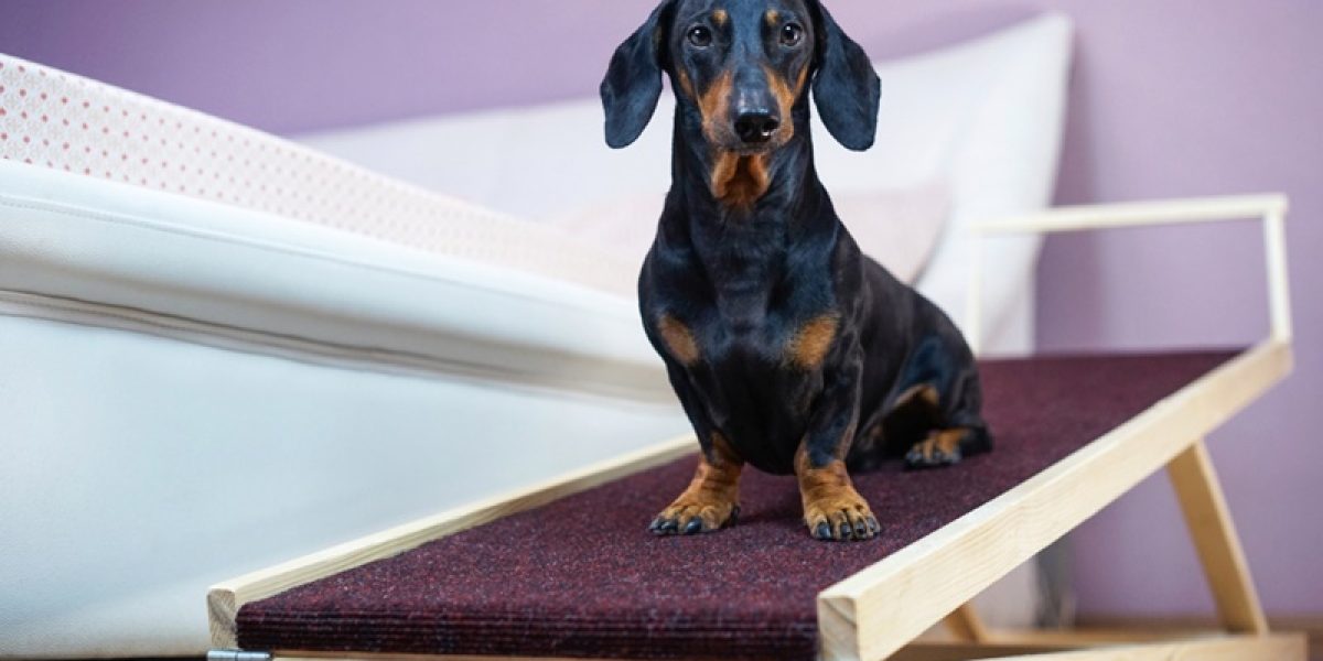 Smaller dogs with longer bodies are especially at risk for neck and back injuries caused by jumping from beds and couches, but most dogs can benefit from using a ramp or stairs. (Getty Images) A dachshund dog, black and tan, sits on a home ramp. Safe of back health in a small dog.