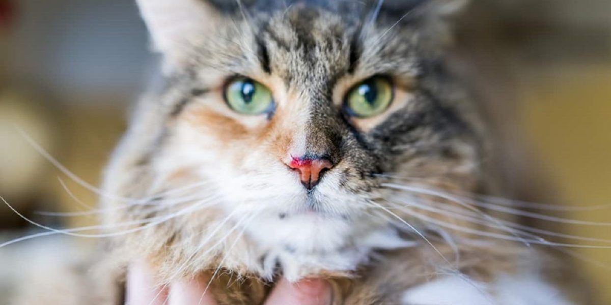 esporotricose-em-gatos-o-que-e-sintomas-e-tratamento