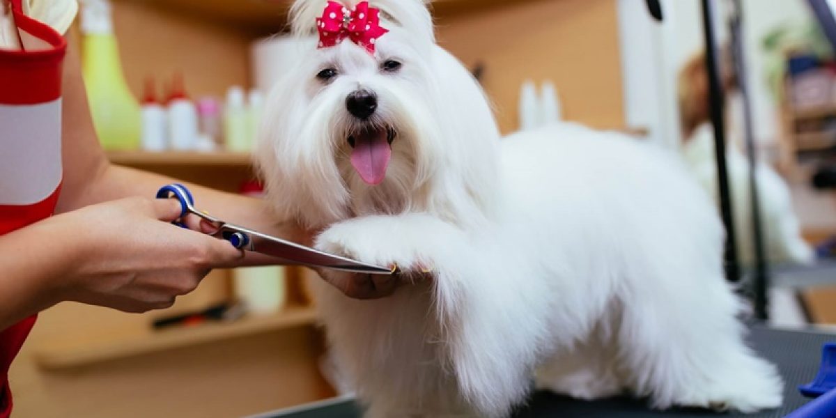 o-que-voce-precisa-saber-sobre-tosa-higienica-em-cachorros