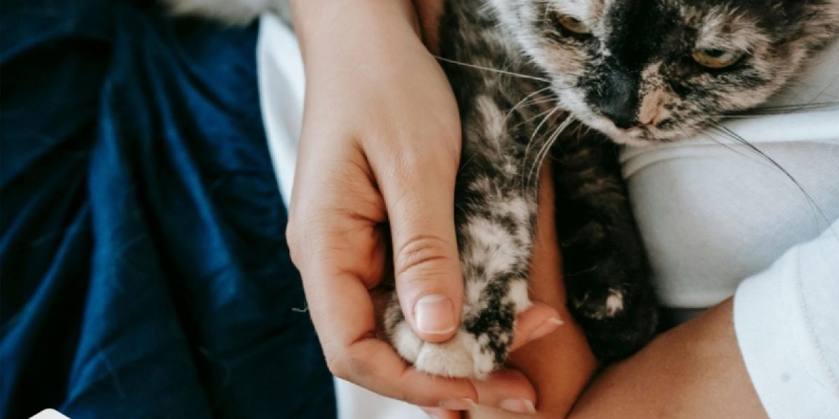 seguranca-dos-pets-e-acreditacao-dos-estabelecimentos-veterinarios-o-que-o-tutor-precisa-saber